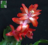 Schlumbergera-Hybr. Thor Alice