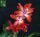 Schlumbergera-Hybr. Thor Alice