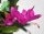 Schlumbergera-Hybr. Naomi