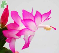 Schlumbergera-Hybr. Campinas Brazil