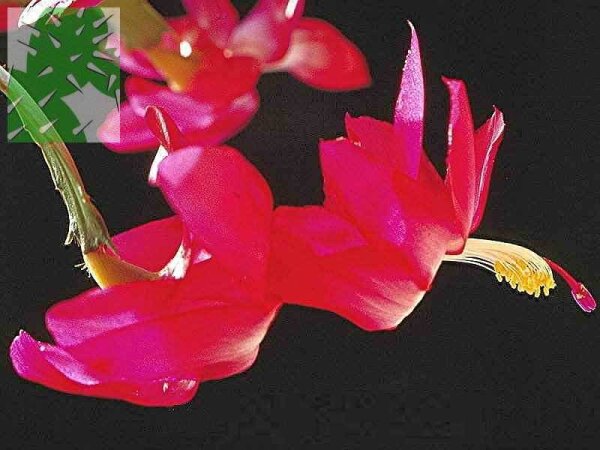Schlumbergera-Hybr. Margit Königer