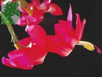 Schlumbergera-Hybr. Margit Königer