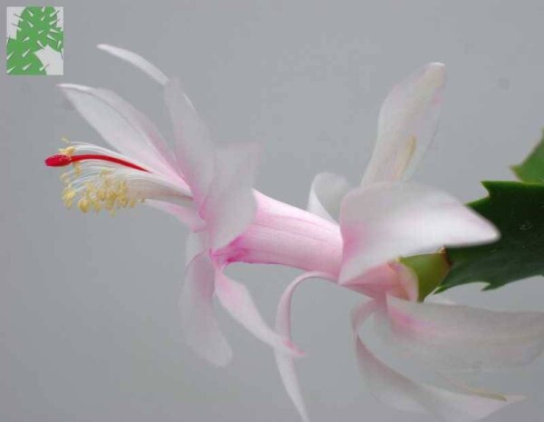 Schlumbergera-Hybr. Sao Paulo Brazil