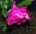 Schlumbergera-Hybr. Esperito Brasil