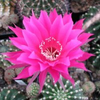 Echinopsis-Hybr. Rot-Lila