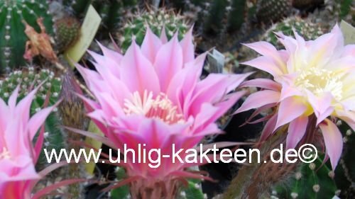 Echinopsis-Hybr. Shirley Schick Hybride