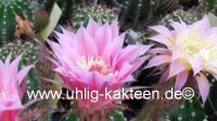 Echinopsis-Hybr. Shirley Schick Hybride