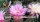 Echinopsis-Hybr. Shirley Schick Hybride
