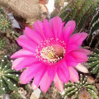 Echinopsis-Hybr. Syncopation Schick Hybride
