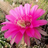 Echinopsis-Hybr. Syncopation Schick Hybride