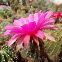 Echinopsis-Hybr. Syncopation Schick Hybride