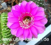 Echinopsis-Hybr. Syncopation Schick Hybride