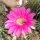 Echinopsis-Hybr. Syncopation Schick Hybride