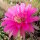 Echinopsis-Hybr. Syncopation Schick Hybride