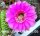 Echinopsis-Hybr. Syncopation Schick Hybride