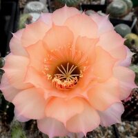 Echinopsis-Hybr. Sleeping Beauty Schick Hybride