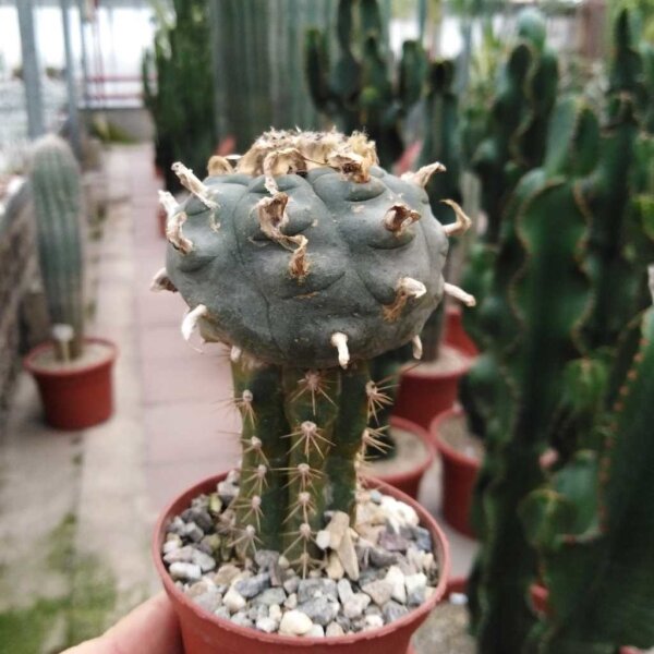 Lophophora williamsii gepfr.