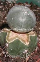 Lophophora williamsii gepfr.