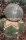 Lophophora williamsii gepfr.
