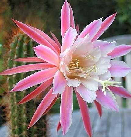 Hildewintera aureispina-Hybr. Bubi