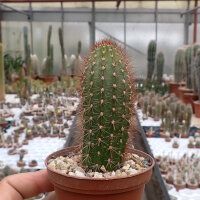 Hildewintera aureispina-Hybr. Bubi