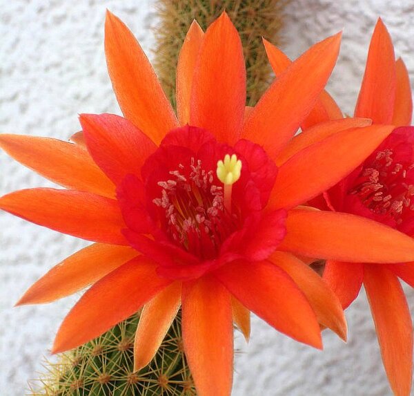 Hildewintera aureispina-Hybr. Traisenfreude