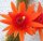 Hildewintera aureispina-Hybr. Traisenfreude