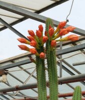 Hildewintera aureispina-Hybr. Goldschuppe