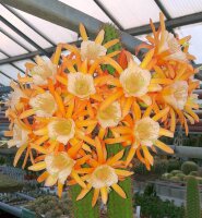 Hildewintera aureispina-Hybr. Goldschuppe