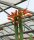 Hildewintera aureispina-Hybr. Goldschuppe