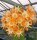 Hildewintera aureispina-Hybr. Goldschuppe