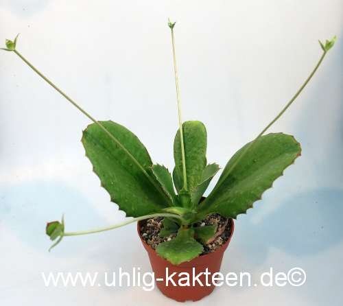 Kalanchoe synsepala cv. Running Nobbe