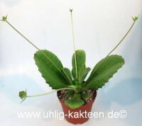 Kalanchoe synsepala cv. Running Nobbe