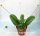 Kalanchoe synsepala cv. Running Nobbe