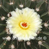 Notocactus sellowii fa. sessiliflora