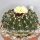 Notocactus sellowii fa. sessiliflora