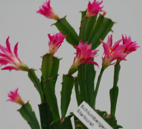 Schlumbergera-Hybr. Starburst
