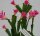 Schlumbergera-Hybr. Starburst