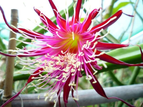 Epiphyllum-Hybr. Stuttgarter Alien