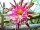 Epiphyllum-Hybr. Stuttgarter Alien
