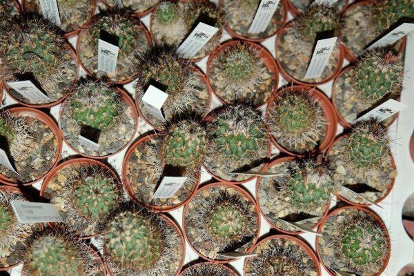 Gymnocactus neglectus CITES, not outside EU