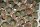 Gymnocactus neglectus CITES, not outside EU