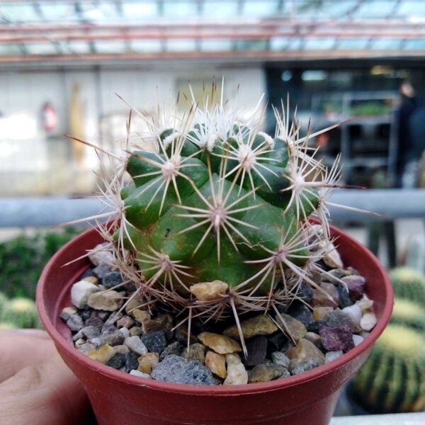 Gymnocactus wrobelianus Gilo  CITES, not outside EU