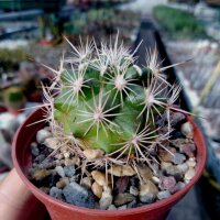 Gymnocactus wrobelianus Gilo  CITES, not outside EU