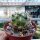 Gymnocactus wrobelianus Gilo  CITES, not outside EU