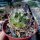 Gymnocactus wrobelianus Gilo  CITES, not outside EU