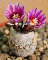 Turbinicarpus valdezianus Saltillo A CITES, not outside EU