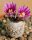 Turbinicarpus valdezianus Saltillo A CITES, not outside EU