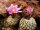 Turbinicarpus valdezianus Saltillo A CITES, not outside EU