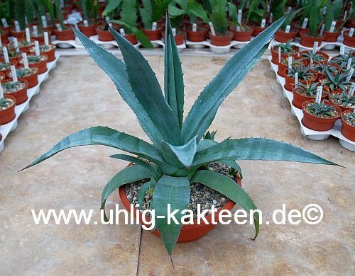 Agave cv. Bernis Schlanke
